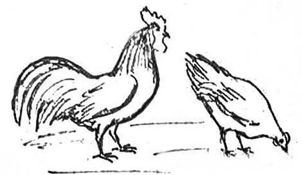 Cum de a desena o găină și un cocoș