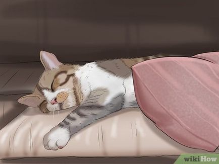 Cum se determina ca pisica ta are depresie