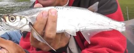 Cum de a prinde pe sabrefish guma, Bombardier și alimentator - instrucțiuni video