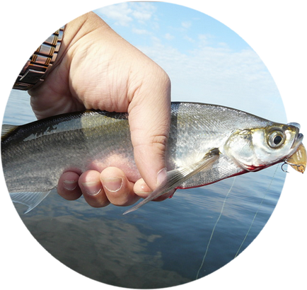 Cum de a prinde pe sabrefish guma, Bombardier și alimentator - instrucțiuni video