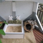Cum de a preda un iepure la fotografiile de panoramare și video despre toaletă pentru animale de companie decorativ