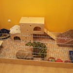 Cum de a preda un iepure la fotografiile de panoramare și video despre toaletă pentru animale de companie decorativ