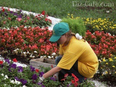 Cum să împartă și să o frumoasă grădină de flori în fața casei în țară