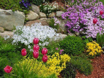 Cum să împartă și să o frumoasă grădină de flori în fața casei în țară
