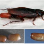 Cum să se înmulțească gândaci și câți dintre ei eclozat dintr-un ou