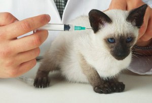 Cum de a stabili și în mod corect pentru a face o pisica o injecție intramusculară