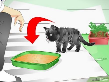 Cum de a proteja plante de apartament dvs. de pisică
