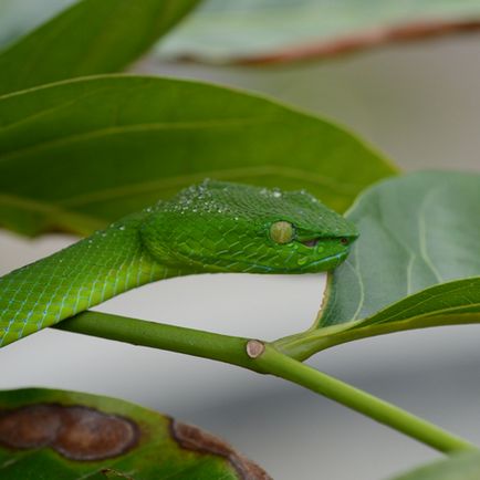 După cum vom vedea exolife șerpi despre reptile