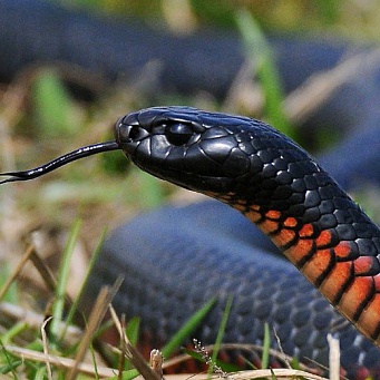 După cum vom vedea exolife șerpi despre reptile