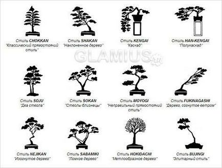 Cum să crească bonsai (la domiciliu)