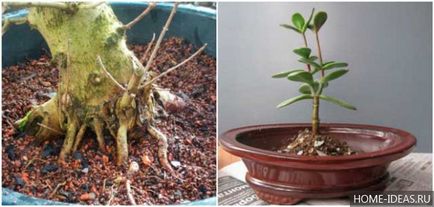 Cum să crească bonsai în home video și fotografie, stiluri de bonsai