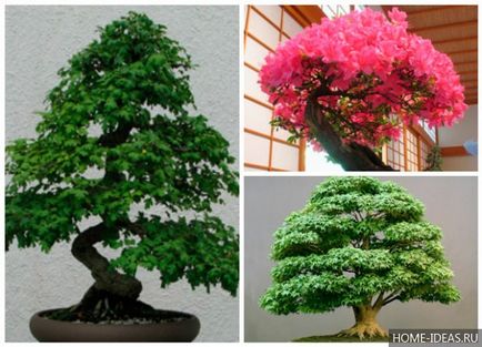 Cum să crească bonsai în home video și fotografie, stiluri de bonsai