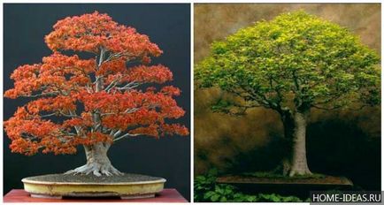 Cum să crească bonsai în home video și fotografie, stiluri de bonsai