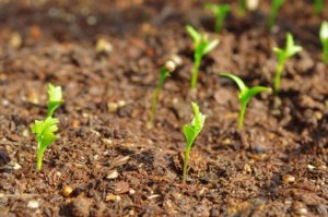 Cum să crească coriandru (coriandru), în grădina lui, sfaturi privind plantarea și îngrijirea unei plante