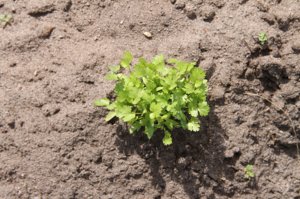Cum să crească coriandru (coriandru), în grădina lui, sfaturi privind plantarea și îngrijirea unei plante