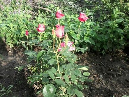 Cum să crească trandafiri în plantarea de grădină și de îngrijire pentru trandafiri