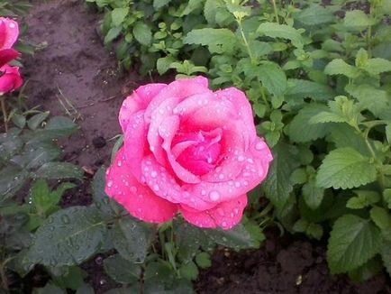 Cum să crească trandafiri în plantarea de grădină și de îngrijire pentru trandafiri