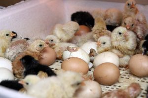 Cum să crească puii din incubator cu pierderi minime