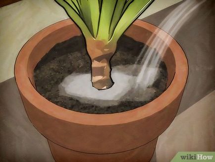 Cum de a proteja plantele de frig