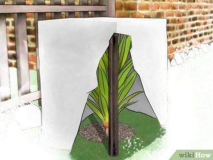 Cum de a proteja plantele de frig
