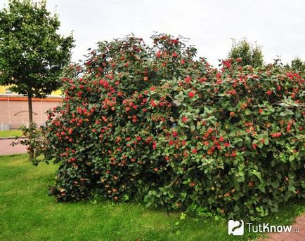 cultivare Kalina, îngrijire, plante de tăiere