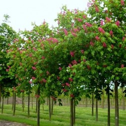 plantare de cai de castan și de îngrijire în câmp deschis, soiuri foto, cultivare și de reproducere, a bolilor și