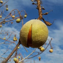 plantare de cai de castan și de îngrijire în câmp deschis, soiuri foto, cultivare și de reproducere, a bolilor și