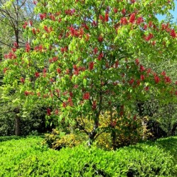 plantare de cai de castan și de îngrijire în câmp deschis, soiuri foto, cultivare și de reproducere, a bolilor și