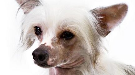 Chineză îngrijire Crested câine și de întreținere, precum și recenzii ale proprietarilor