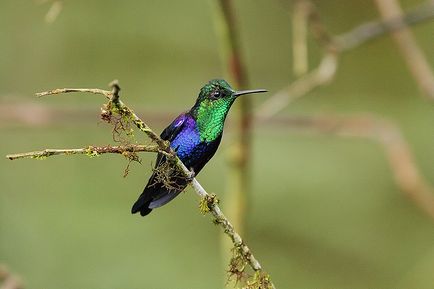 Colibrii, enciclopedie animale