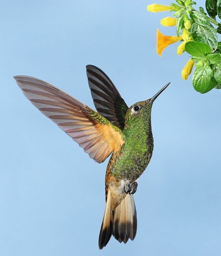 Colibri - un mic miracol (păsări) Colibri - mic miracol
