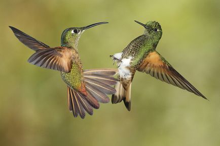 Colibri - un miracol minor (cap strange nectar) Colibri - mic miracol