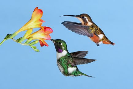 Colibri - un miracol minor (cap strange nectar gât) Colibri - mic miracol