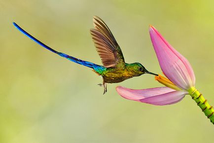 Colibri - un miracol minor (cap strange nectar) Colibri - mic miracol