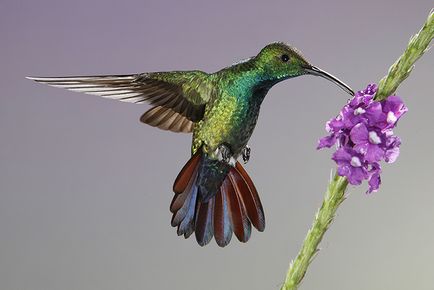 Colibri - un miracol minor (squeezes nectar gât) Colibri - mic miracol