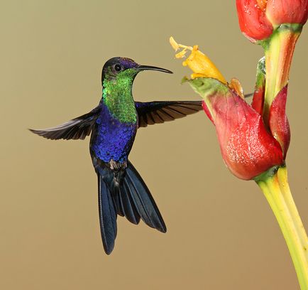 Colibri - un miracol minor (squeezes nectar gât) Colibri - mic miracol