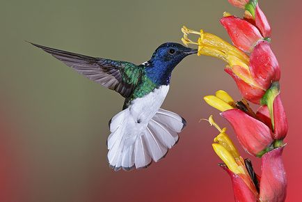 Colibri - un miracol minor (animale sălbatice) Colibri - mic miracol