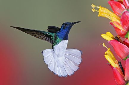 Colibri - un miracol minor (cap strange nectar) Colibri - mic miracol