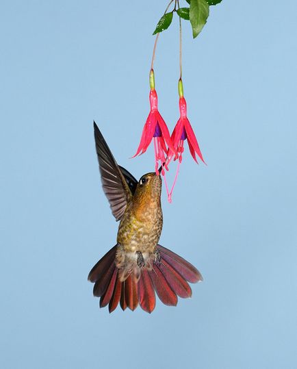 Colibri - un mic miracol (păsări) Colibri - mic miracol