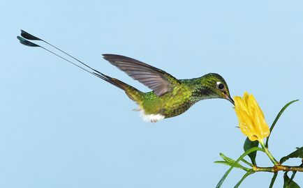 Colibri - un miracol minor (cap strange nectar) Colibri - mic miracol