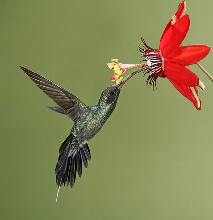 Colibri - un miracol minor (Fapte interesante) Colibri - mic miracol