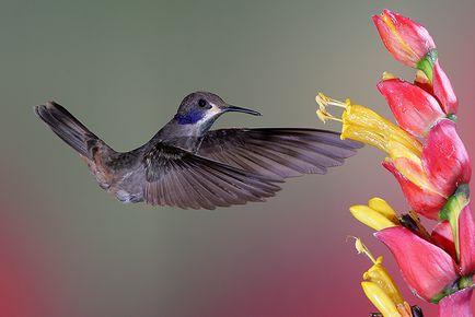 Colibri - un miracol minor (colibri) Colibri - mic miracol