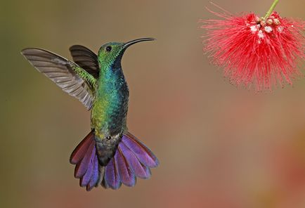 Colibri - un miracol minor (squeezes nectar gât) Colibri - mic miracol