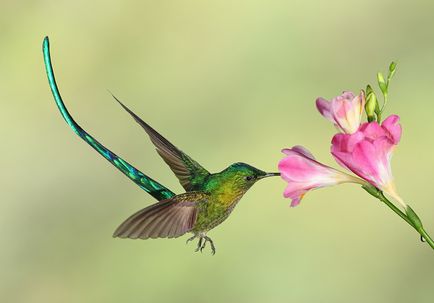 Colibri - un miracol minor (colibri) Colibri - mic miracol