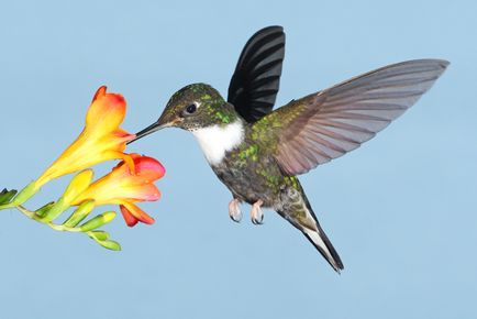 Colibri - un miracol minor (Fapte interesante) Colibri - mic miracol
