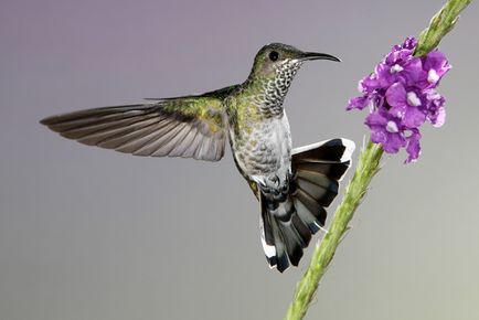 Colibri - un miracol minor (animale sălbatice) Colibri - mic miracol