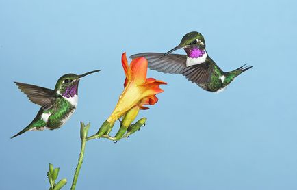 Colibri - un miracol minor (animale sălbatice) Colibri - mic miracol