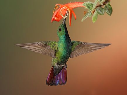 Colibri - un miracol minor (atârnă de aer nemișcat) Colibri - mic miracol