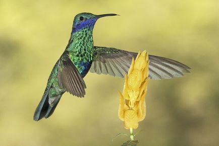 Colibri - un miracol minor (Fapte interesante) Colibri - mic miracol