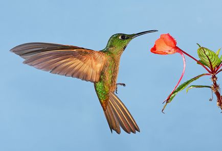 Colibri - un miracol minor (cap strange nectar gât) Colibri - mic miracol